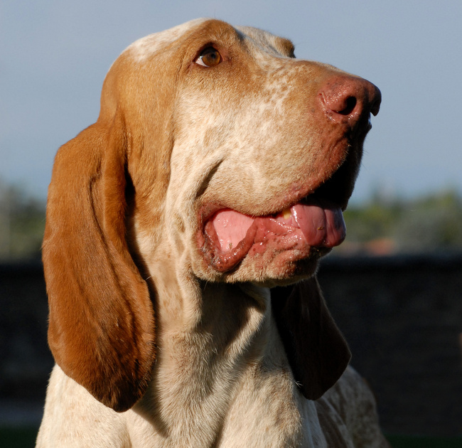bracco italiano charakterystyka i pielęgnacja