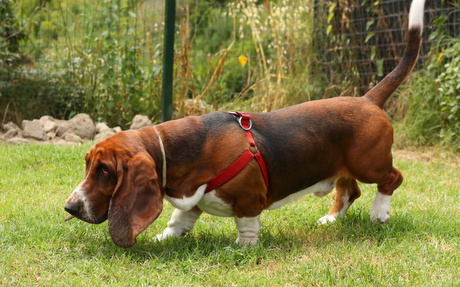 basset hound charakterystyka i pięlegnacja