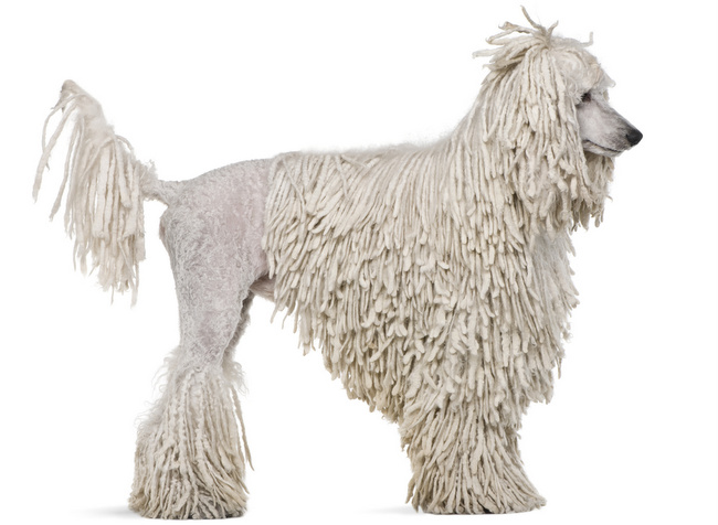 pudel charakterystyka i pielęgnacja