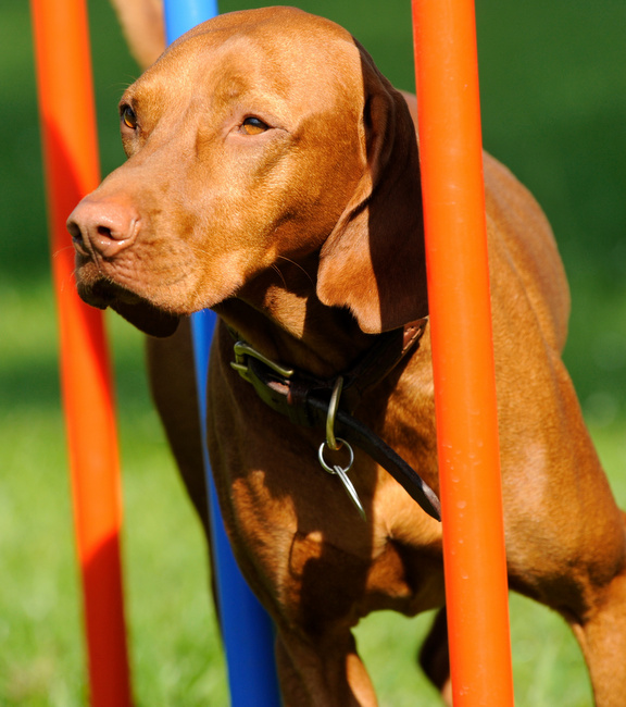 wyżeł węgierski charakterystyka i pielęgnacja 