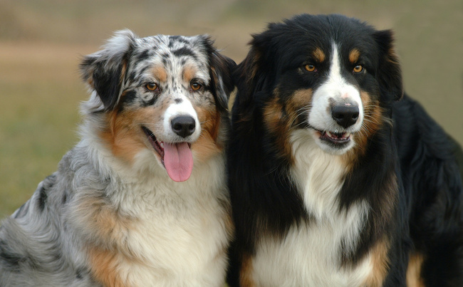 owczarek australijski charakterystyka i pielęgnacja