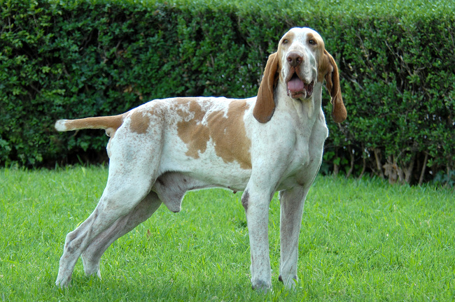 bracco italiano charakterystyka i pielęgnacja