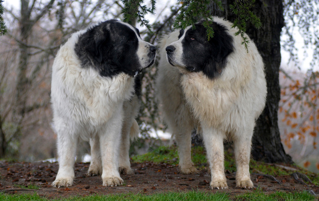 mastiff pirenejski charakterystyka i pielęgnacja