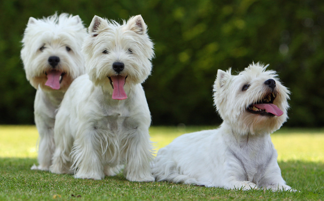 west highland white terrier charakterystyka i pielęgnacja