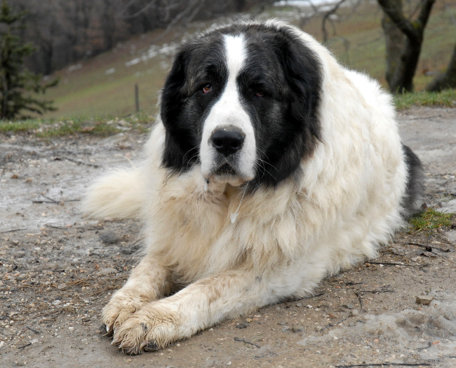 mastiff pirenejski charakterystyka i pielęgnacja
