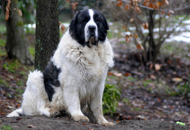 mastiff pirenejski charakterystyka i pielęgnacja