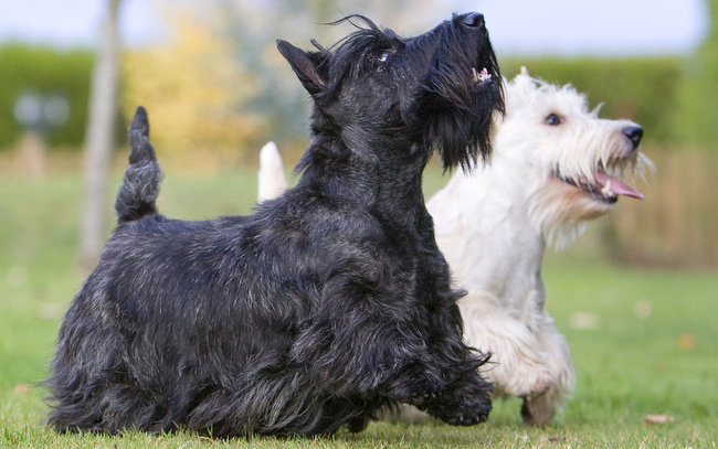 terier szkocki charakterystyka i pielęgnacja