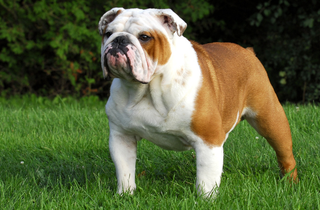 buldog angielski charakterystyka i pielęgnacja