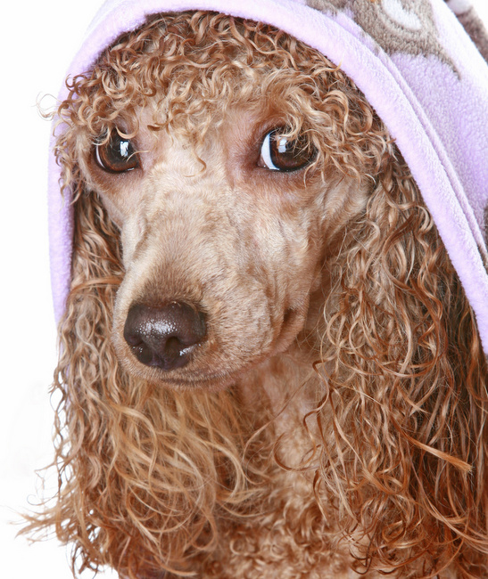 pudel charakterystyka i pielęgnacja