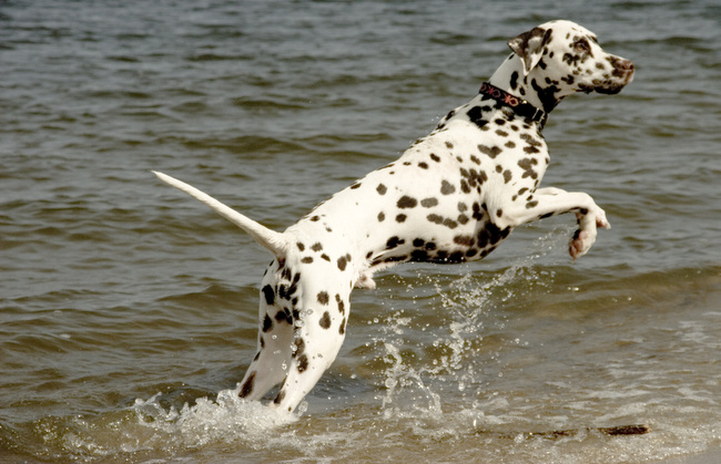 dalmatyńczyk charakterystyka i pielęgnacja