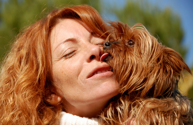 yorkshire charakterystyka i pielęgnacja 