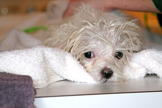 bichon bolonais charakterystyka i pielęgnacja