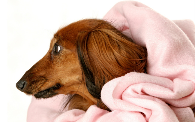 jamnik charakterystyka i pielęgnacja