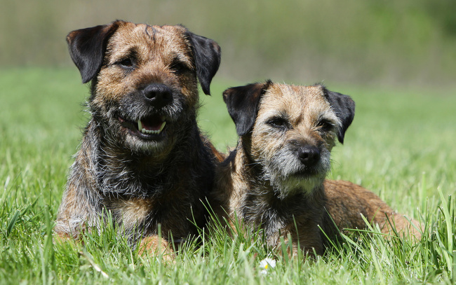 border terrier charakterystyka i pielęgnacja