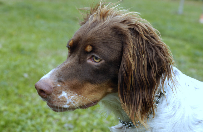 spaniel bretoński charakterystyka i pielęgnacja 