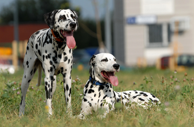 dalmatyńczyk charakterystyka i pielęgnacja