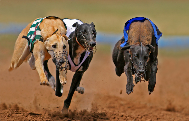 chart angielski greyhound charakterystyka i pielęgnacja