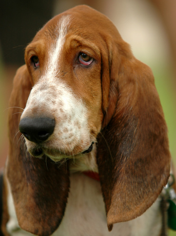 basset hound charakterystyka i pięlegnacja