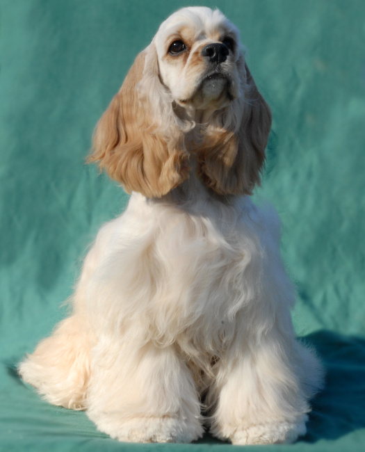 amerykański cocker spaniel charakterystyka i pielęgnacja