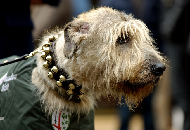 chart irlandzki charakterystyka i pielęgnacja