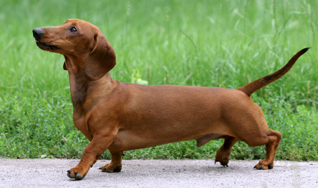 jamnik charakterystyka i pielęgnacja