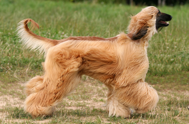 afgan charakterystyka i pielęgnacją