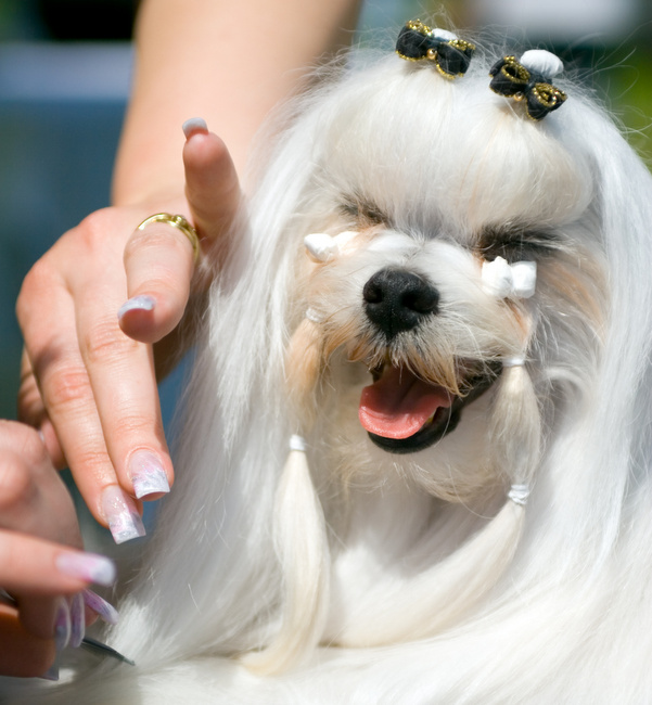 maltańczyk charakterystyka i pielęgnacja