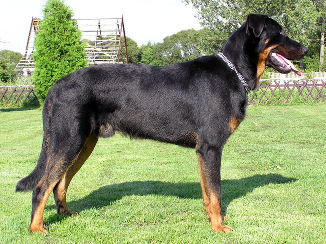beauceron charakterystyka i pielęgnacja