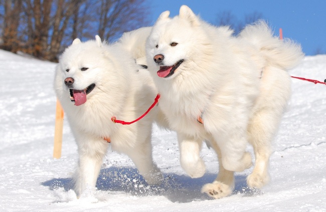 samoyed charakterystyka i pielęgnacja 
