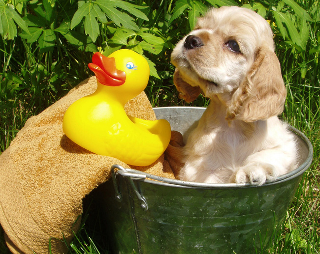 amerykański cocker spaniel charakterystyka i pielęgnacja