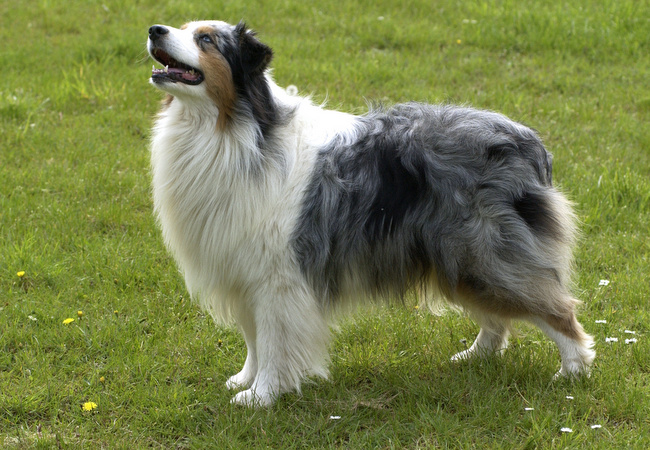 owczarek australijski charakterystyka i pielęgnacja