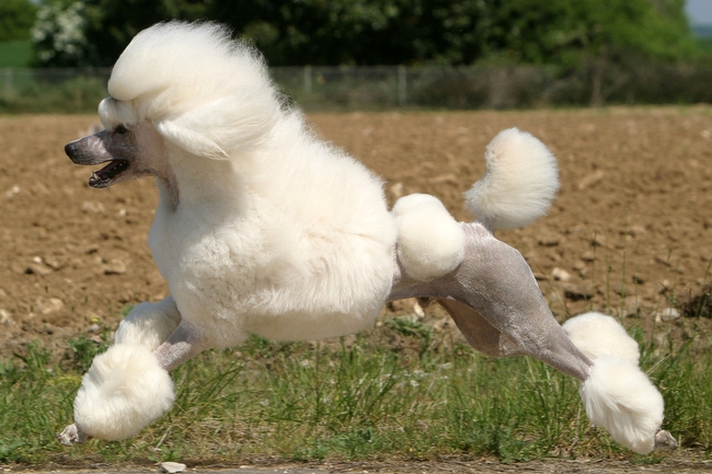 pudel charakterystyka i pielęgnacja