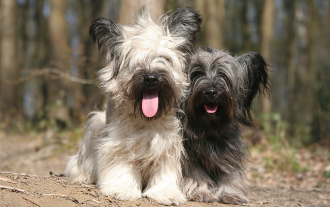 skye terrier charakterystyka i pielęgnacja