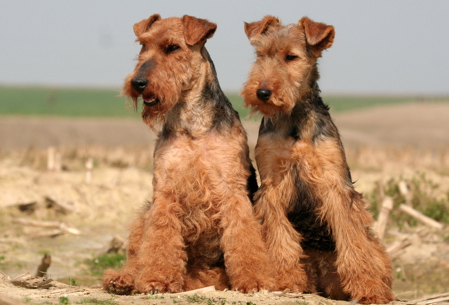 terier walijski charakterystyka i pielęgnacja 