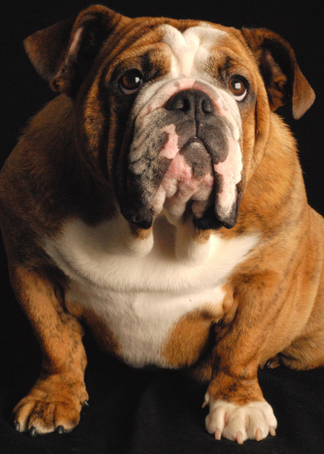 buldog angielski charakterystyka i pielęgnacja