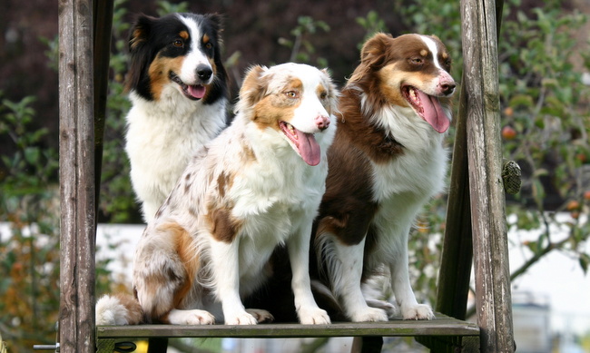 owczarek australijski charakterystyka i pielęgnacja