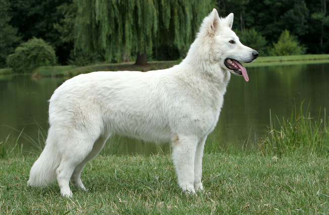 owczarek szwajcarski charakterystyka i pielęgnacja