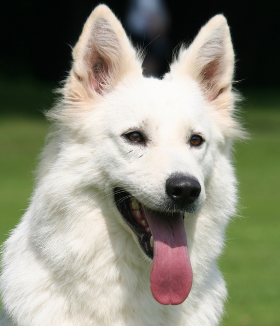 owczarek szwajcarski charakterystyka i pielęgnacja