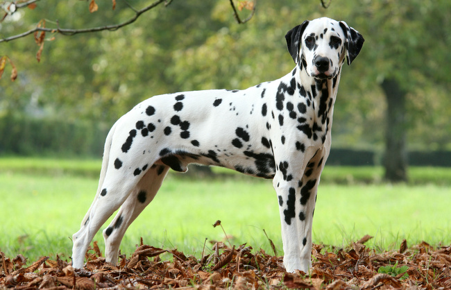 dalmatyńczyk charakterystyka i pielęgnacja