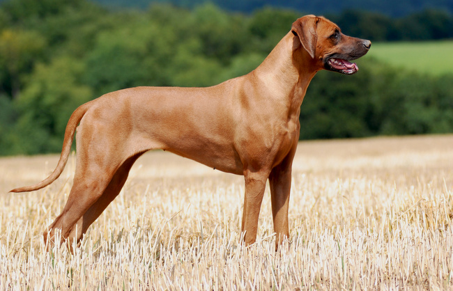 rhodesian ridgeback charakterystyka pielęgnacja