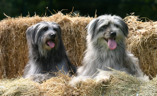 owczarek pirenejski charakterystyka i pielęgnacja