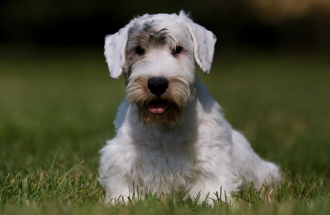 sealyham terrier charakterystyka i pielęgnacja