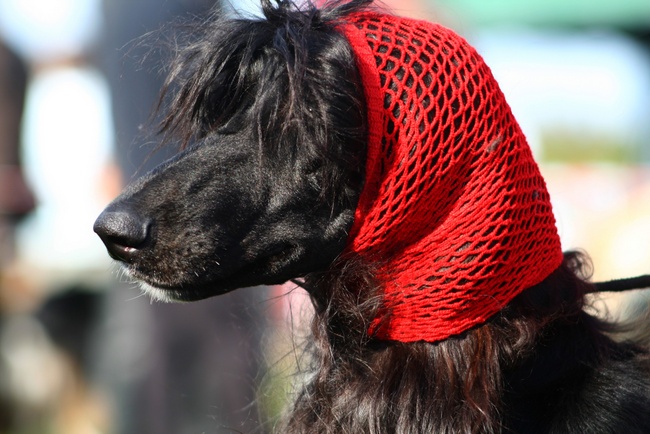 afgan charakterystyka i pielęgnacją
