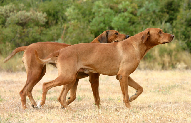 rhodesian ridgeback charakterystyka pielęgnacja