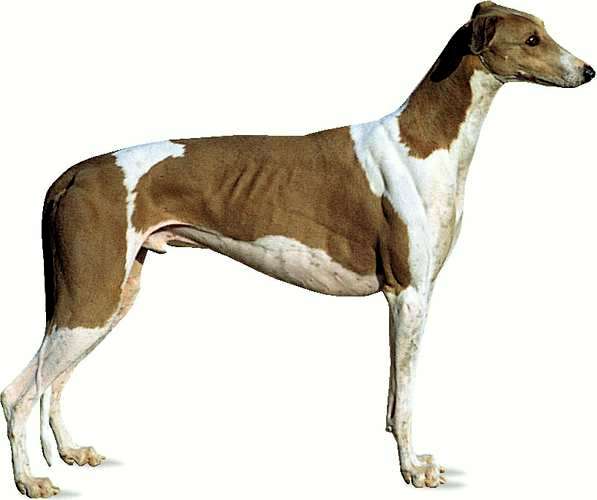 chart angielski greyhound charakterystyka i pielęgnacja