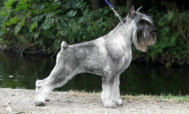 sznaucer średni charakterystyka i pielęgnacja