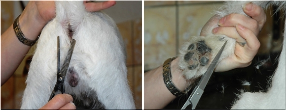 Parson Jack Russel terier charakterystyka pielęgnacja grooming