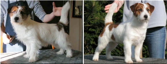 Parson Jack Russel terier charakterystyka pielęgnacja grooming