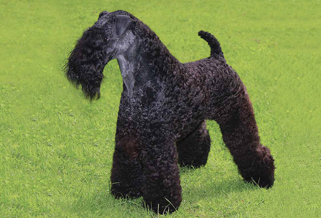 kerry blue terrier charakterystyka i pielęgnacja