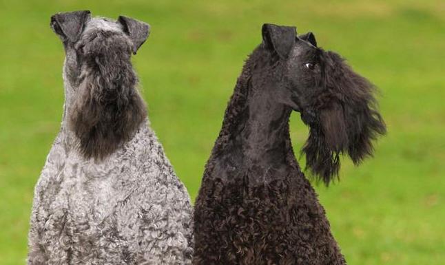 kerry blue terrier charakterystyka i pielęgnacja